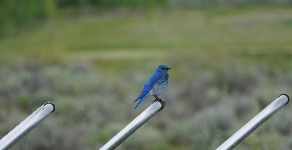 Wildlife is a nearly constant part of golf at Silvies Valley Ranch, with some impressive birds in addition to deer, antelope and elk in the area. This mountain bluebird hung out around the clubhouse and liked to perch on the push carts.