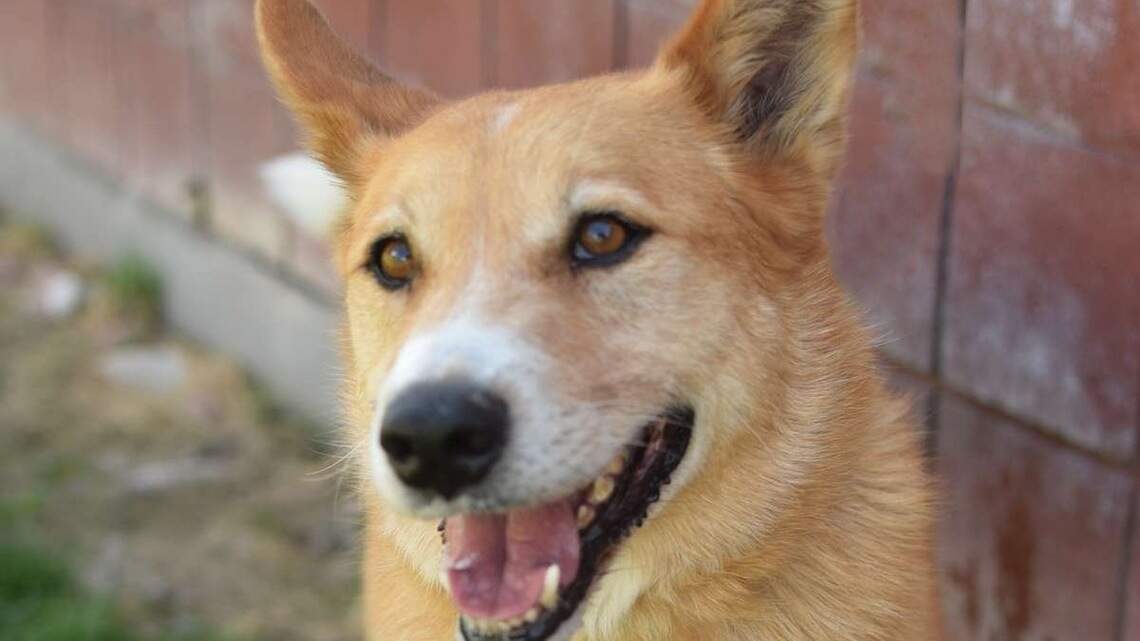Canyon County Pet of the Week: Wyatt