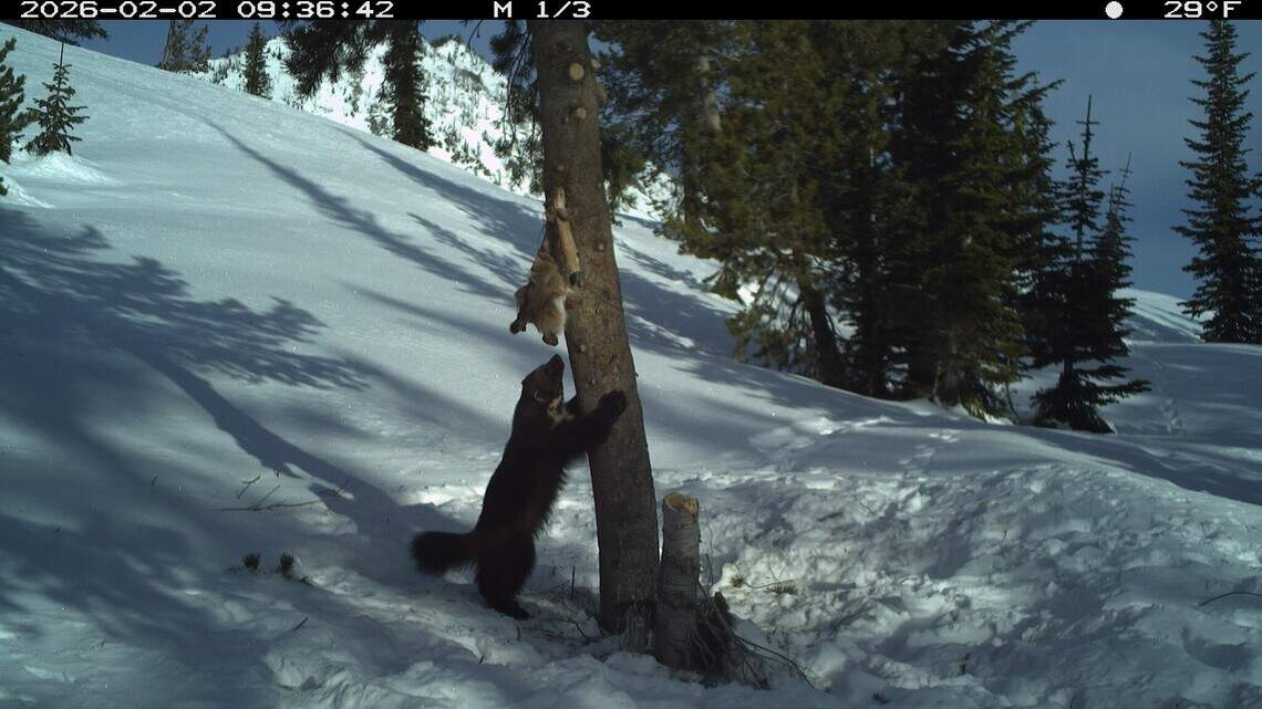 Idaho forest’s wolverine pictures blew up on Facebook. What did research show?