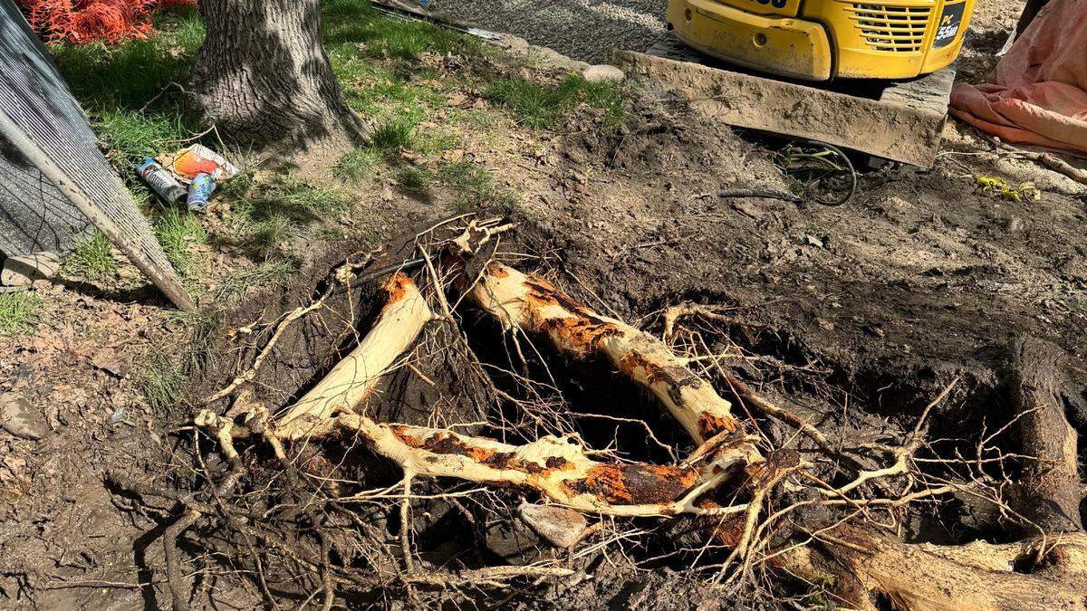 Neighbors reached out to the city of Boise over concerns that Ahlquist Development had removed fencing and used heavy equipment to dig into the root zone of a large sycamore tree that was protected in the development agreement for Boise’s ICCU Plaza.