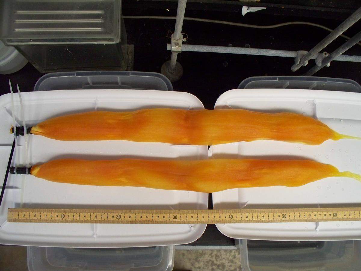Bundles of modified yarn yellow with uranium compounds after testing a Pacific Northwest national Laboratory’s marine research facility.  The bundles were sent back to LCW Supercritical Technologies’ lab in Moscow, ID for yellowcake extraction.