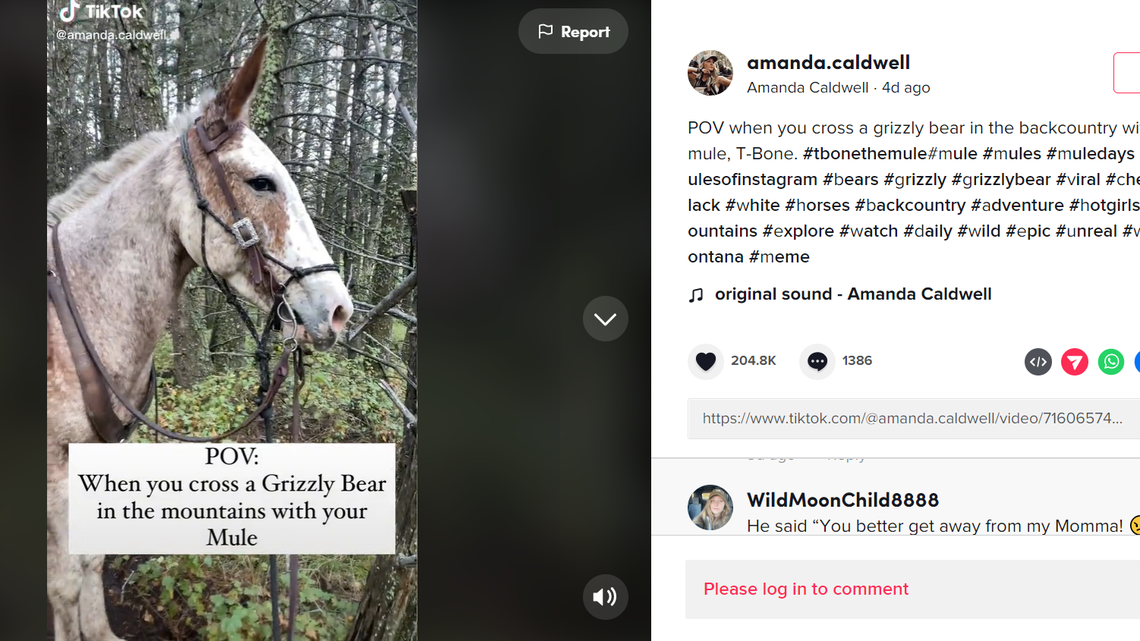 TikTok can’t get over how this mule alerted his rider to a grizzly bear. Check it out