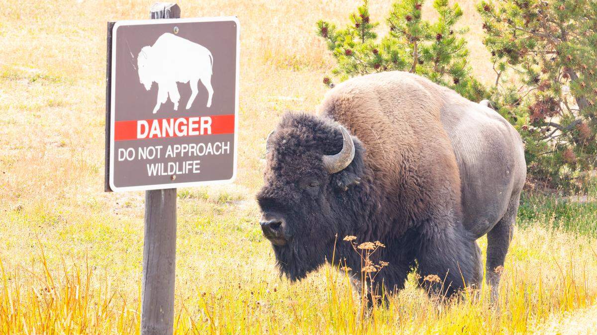 Yellowstone National Park’s website warns that bison are “unpredictable and can run three times faster than humans.”