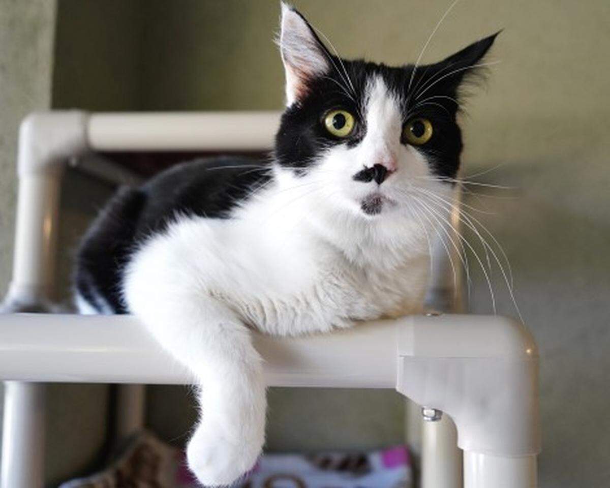 Louie the cat is available for adoption at Simply Cats.
