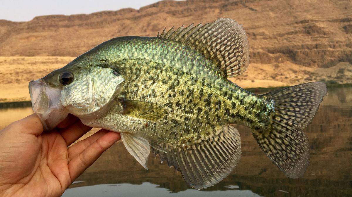 Launching a boat might be tricky, but November is a great month to chase big crappie at Brownlee and other reservoirs along the Snake River.