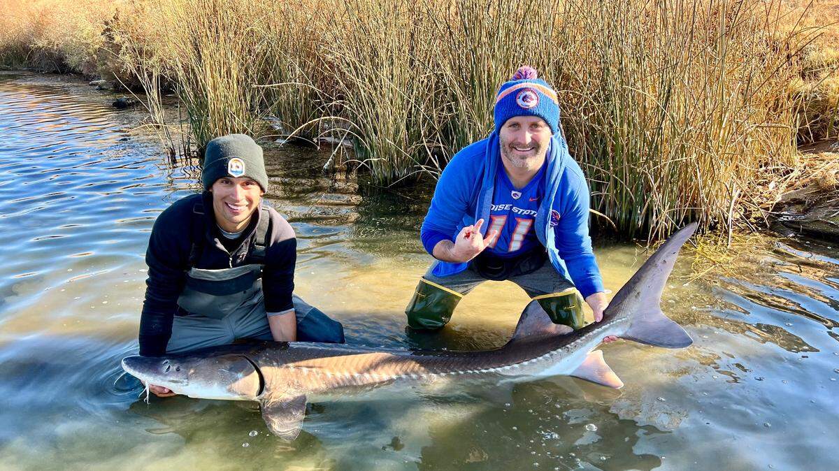 We Idaho anglers are lucky to have a healthy population of white sturgeon — North America’s largest freshwater fish — swimming and thriving in the nearby Snake River.
