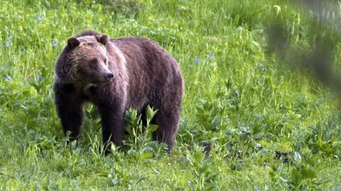 Court vacates Yellowstone grizzly bear decision, prevents hunts in Idaho and Wyoming