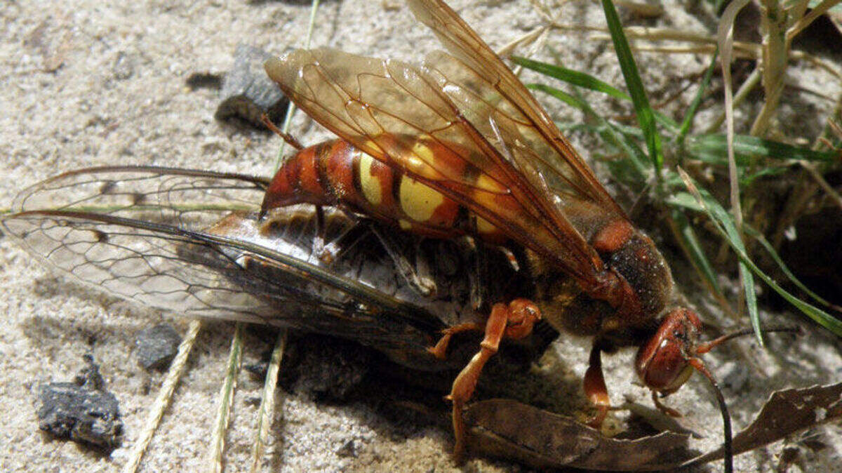 A cicada killer wasp. It’s not a murder hornet.