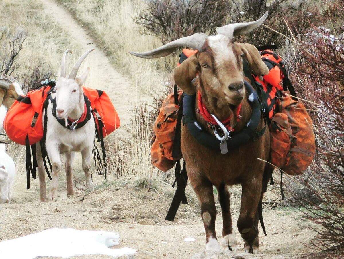 Nathan Putnam’s pack goats can carry up to 60 pounds in panniers. The packs distribute the weight evenly on either side of the goat without putting pressure on the spine.