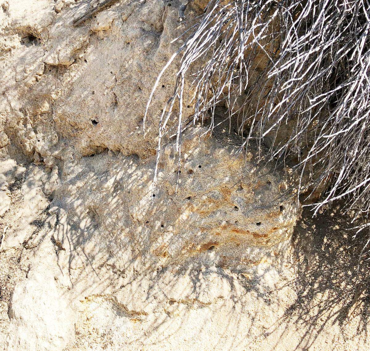 Arid dirt featuring bee burrow holes for nesting found at the Idaho Botanical Garden.