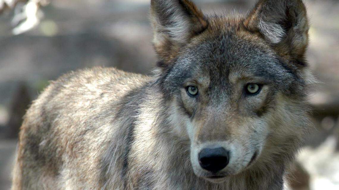 Gray wolf population could lose federal protection under GOP bill