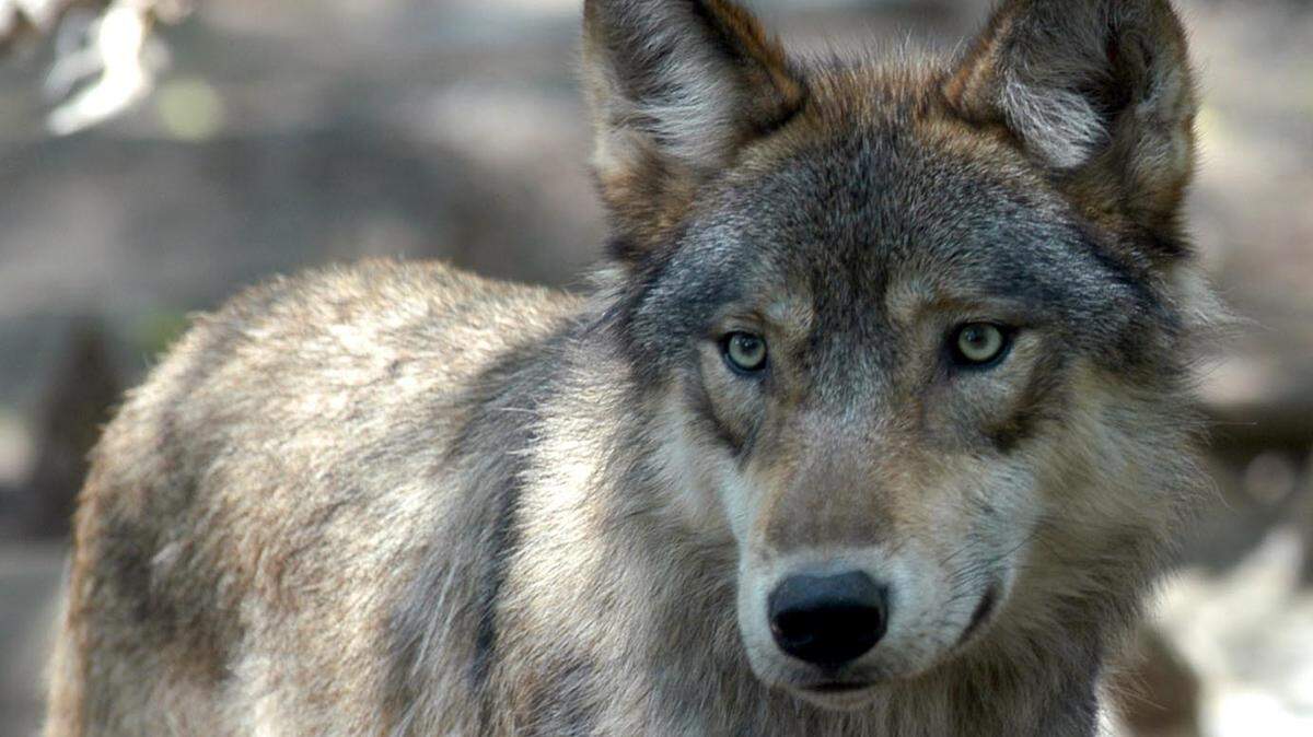 A gray wolf is seen at the Wildlife Science Center in Forest Lake, Minnesota.