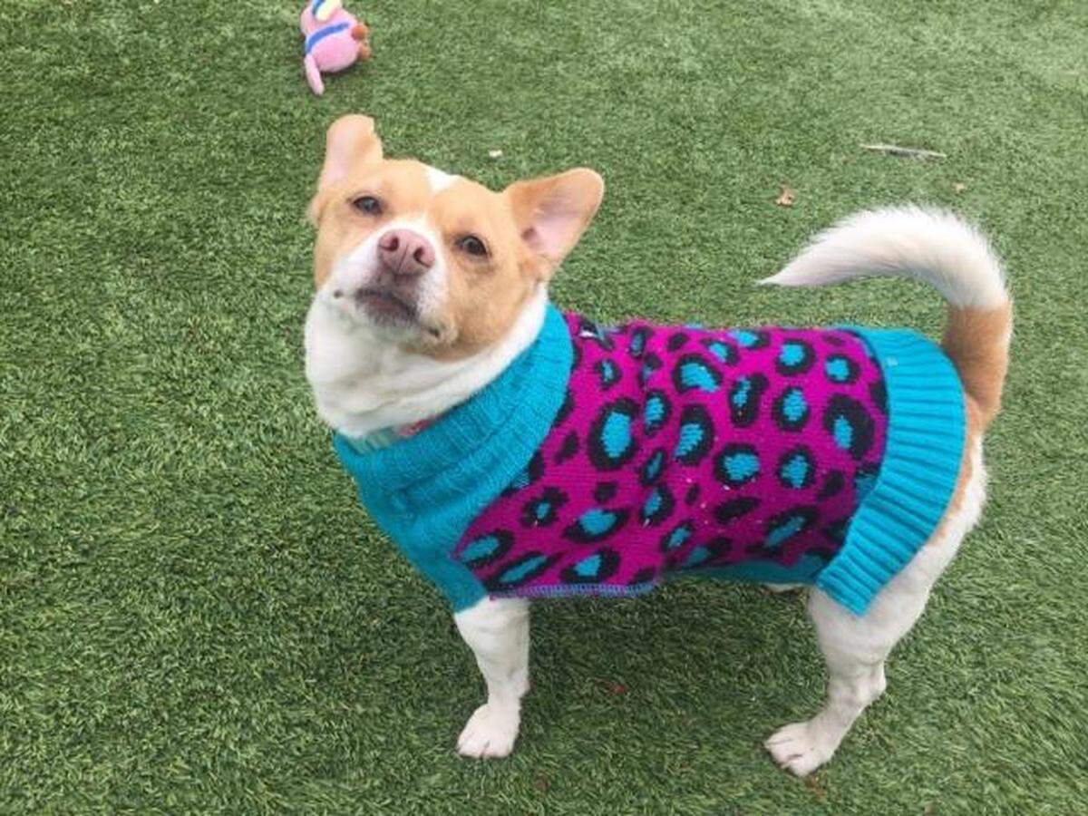 Tink the dog is available for adoption through the Meridian Canine Rescue.