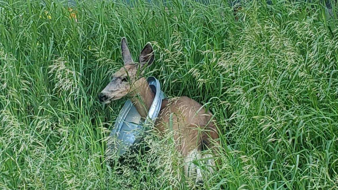 A mule deer doe in McCall with a trash can lid stuck on her neck.