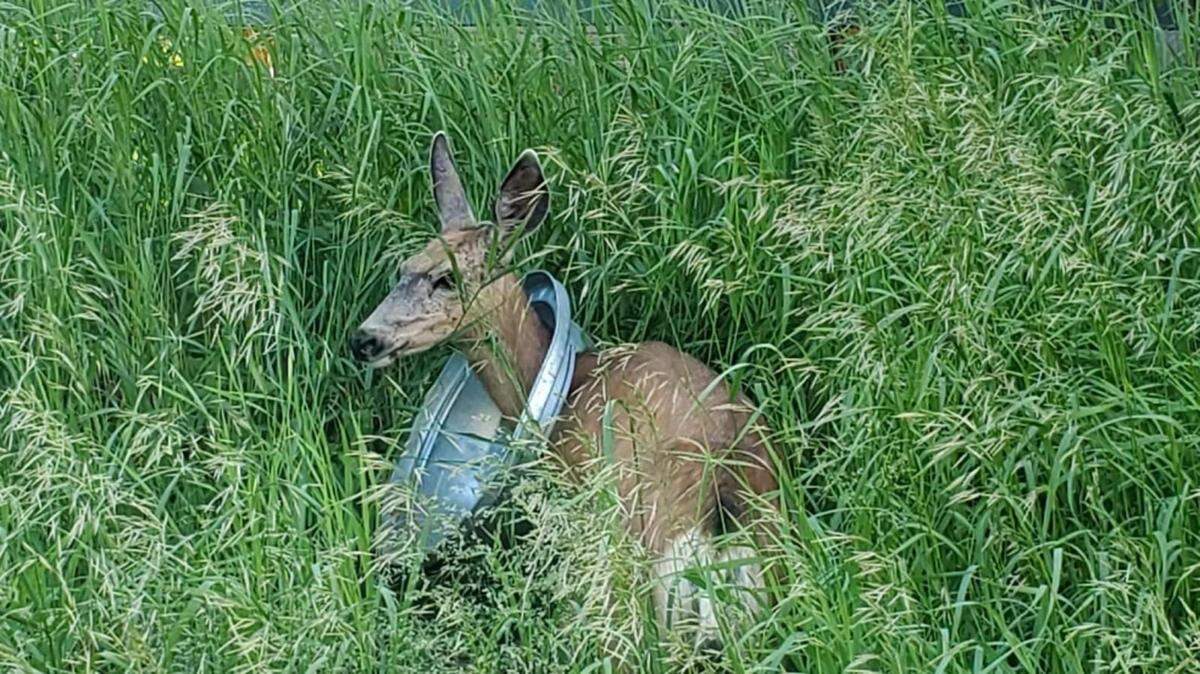 A mule deer doe in McCall with a trash can lid stuck on her neck.