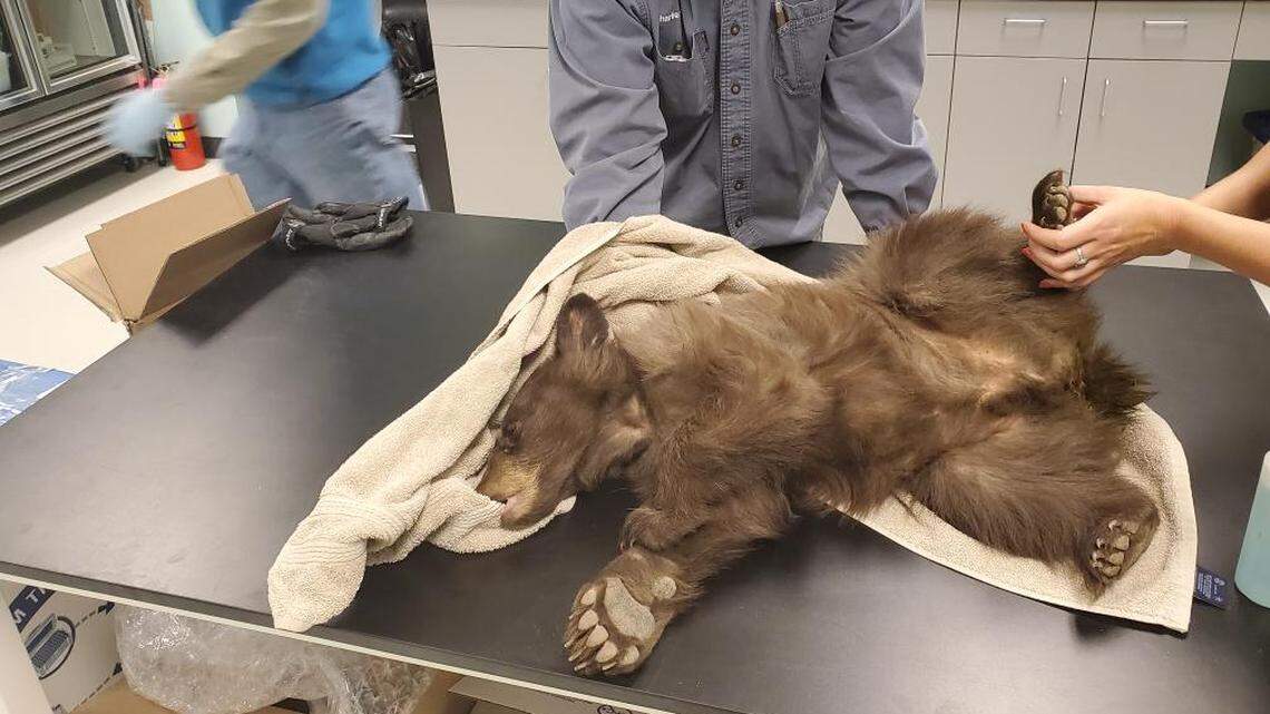 Black bear cub headed to wildlife rehab after Boise man removed it from wild