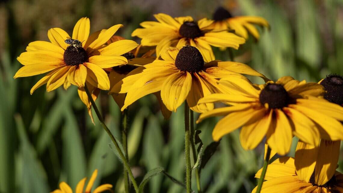 Your garden needs bugs and native plants, not insecticides. A Boise program can help