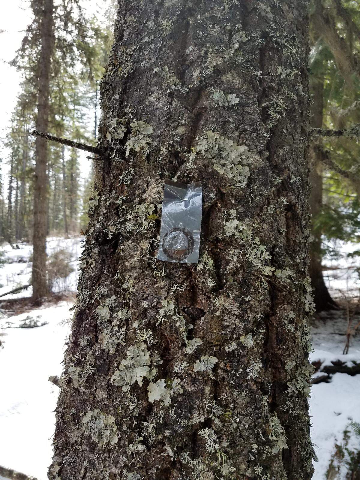 MCH ‘double bubble’ bubble cap applied to Douglas-fir, 2018.