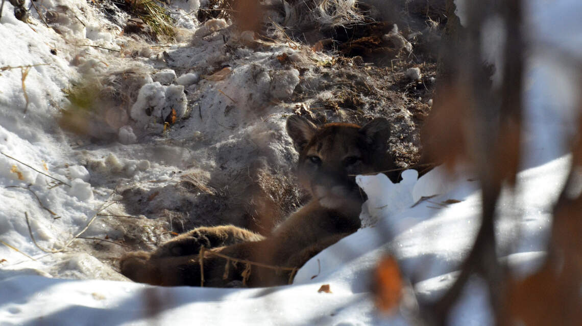 Fish and Game hazes mountain lion that bedded down in Idaho backyard