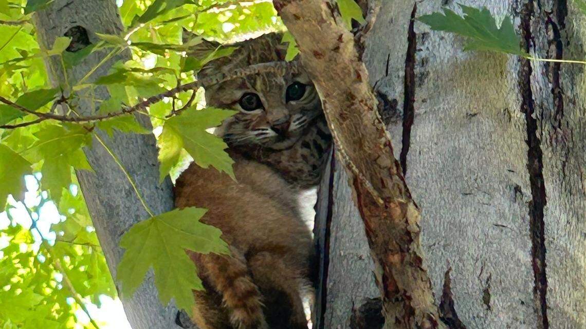 A community of residents are racing the clock to find the last bobcat kitten of an orphaned litter in Colorado after its brother was found weak, scared and clinging to a tree.