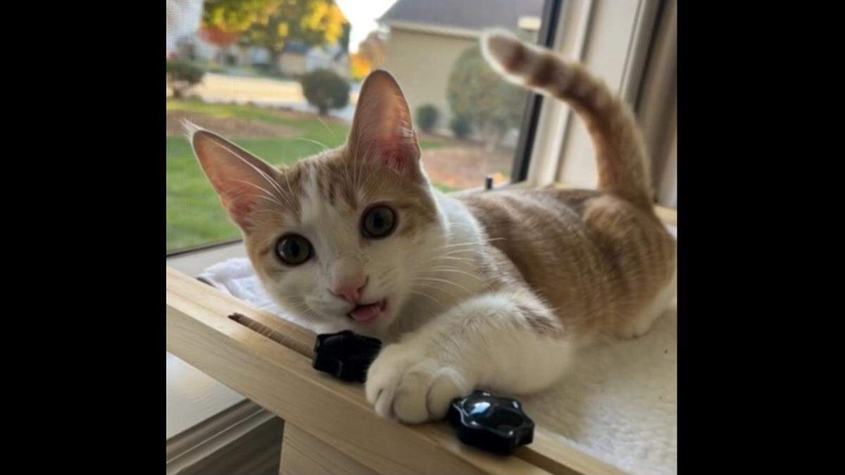 Idaho Statesman readers crowned Jib-jab, an orange tabby cat from Eagle, Idaho, the cutest cat in Treasure Valley in 2025.