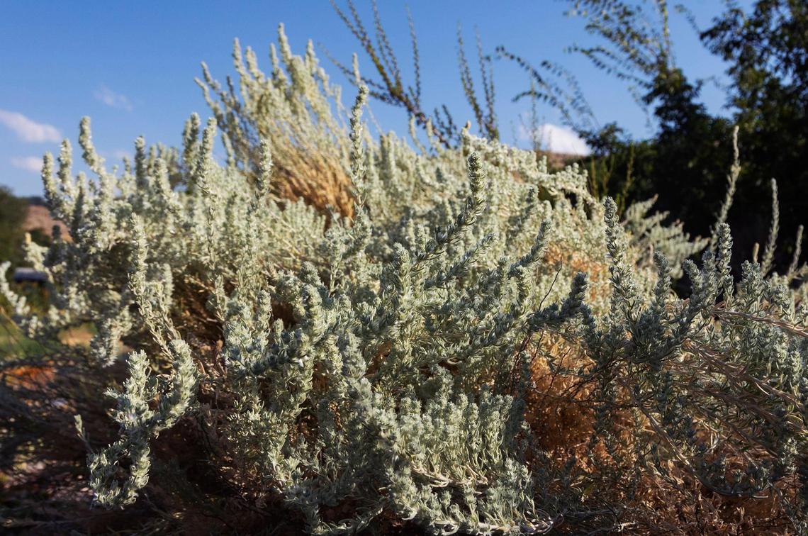Krascheninnikovia lanata, also called Winterfat, is a white sage bush that is drought tolerant. 