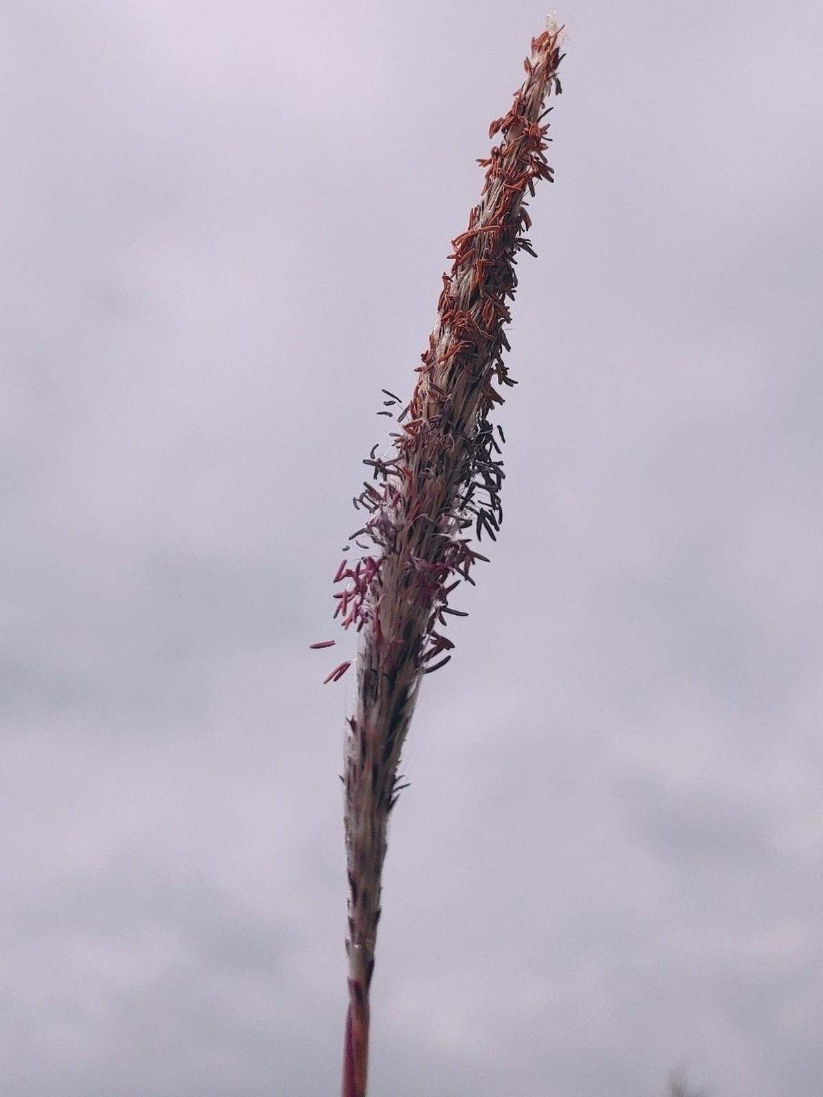 Cogongrass seed heads grow vertically and resemble dandelion seeds.