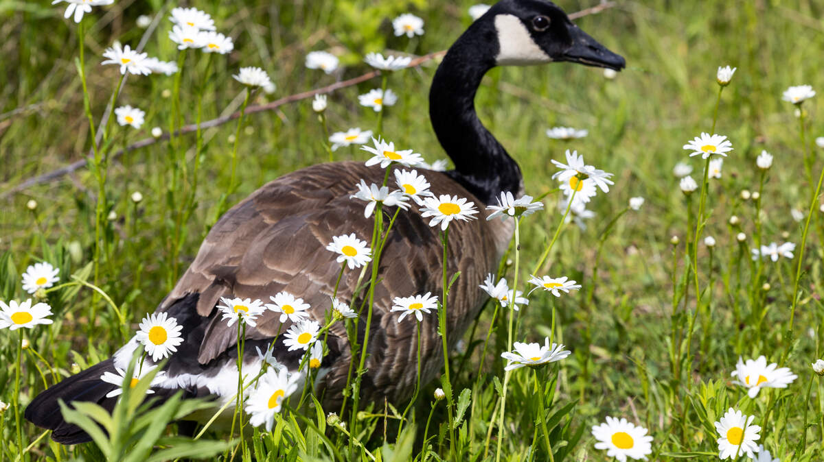A bird sits among the camas flowers at Camas Prairie Centennial Marsh Wildlife Management Area in Hill City, Idaho, June 3, 2023.