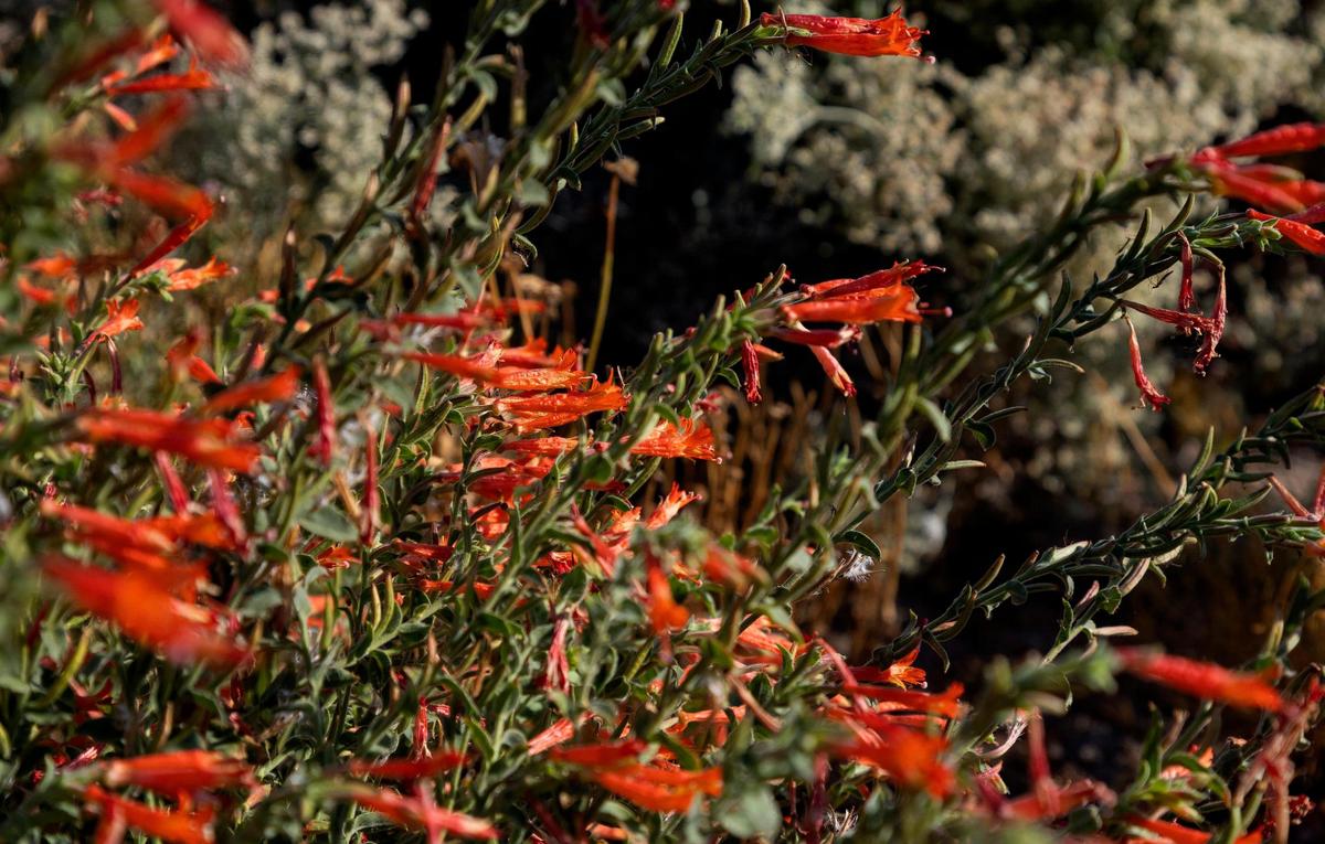 Orange Carpet Hummingbird Trumpet is a perennial that attracts pollinators and is also tolerant to drought conditions.