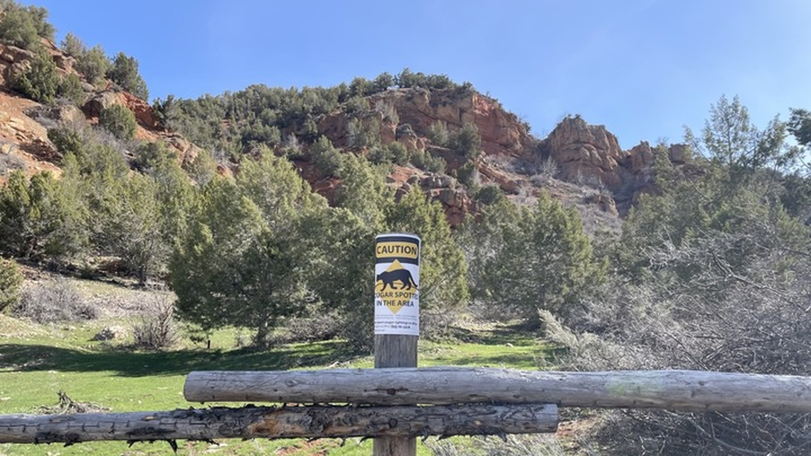 A 70-year-old man fought off a mountain lion in Diamond Fork Canyon in Utah by throwing rocks at it.