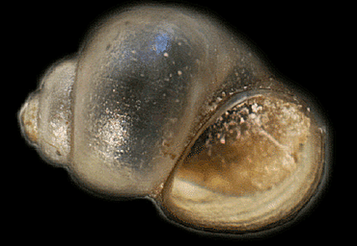 A Bruneau hot springsnail.