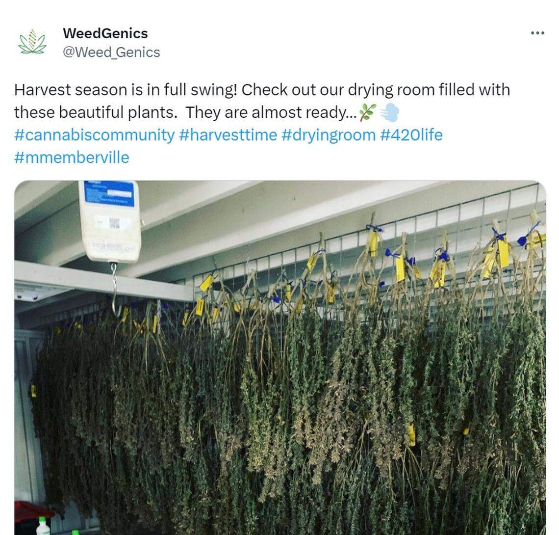 A post from WeedGenics on X, the platform formerly known as Twitter, in April. 