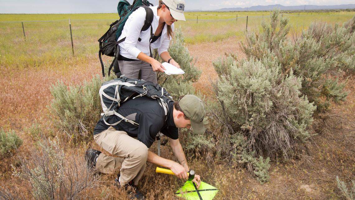Research assistants Chelsea Merriman, standing, and Adrian Rus place markers that can be seen from the air in a research plot of sagebrush. Three subspecies of sagebrush, grown from seeds from a variety of places in the west, were planted to see which would survive best, and researchers are hoping that aerial views with multi-spectral and thermal imaging will help simplify identification. 