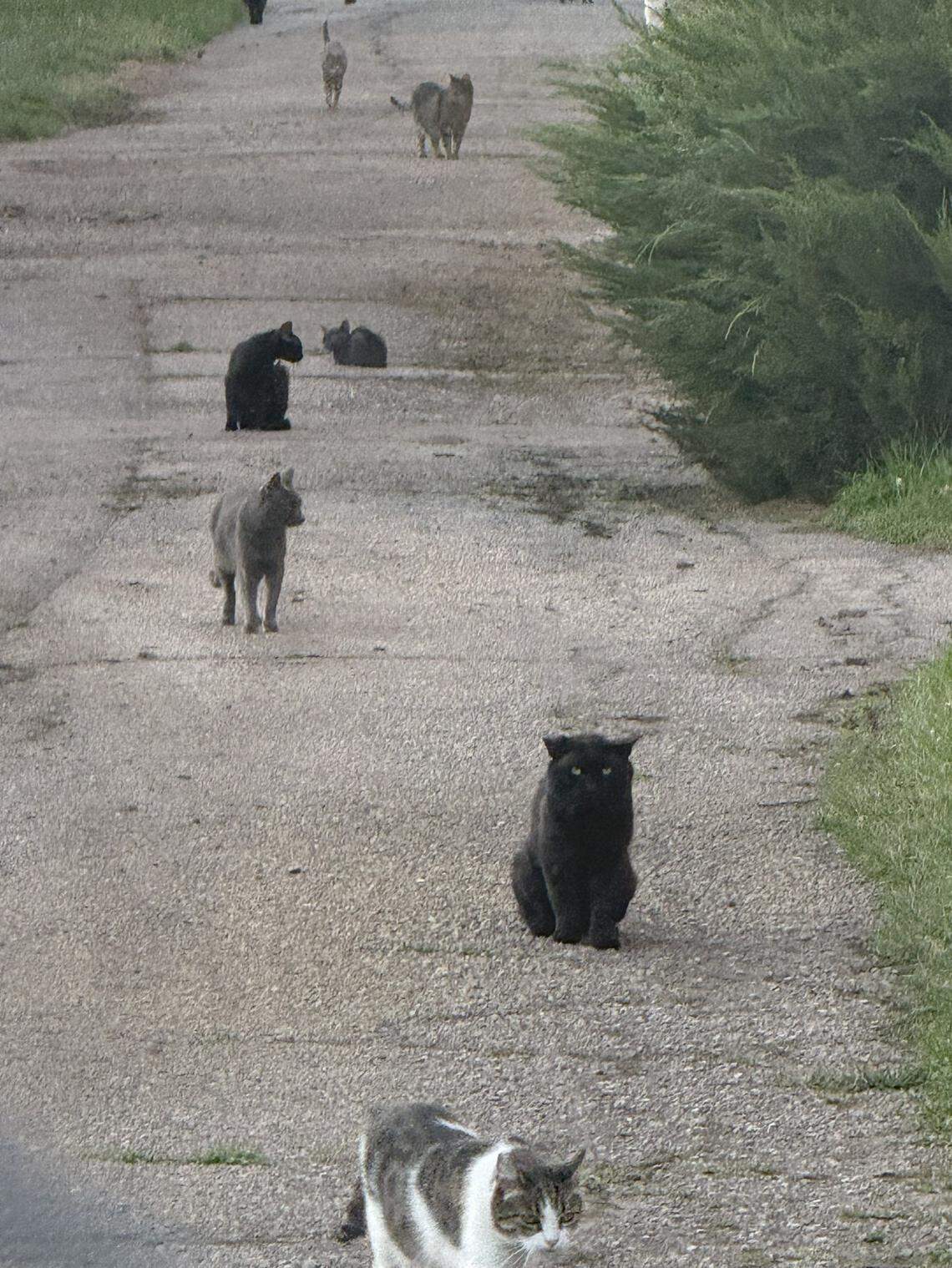 A population of feral cats lives at Les Bois Park in Garden City. The Brodt family has been caring for them for more than a decade.