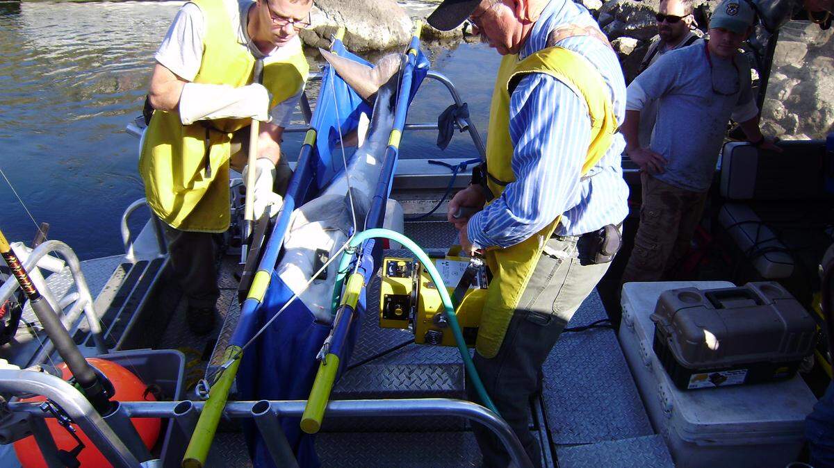 Fisheries workers for Idaho Fish and Game X-ray a sturgeon in Hells Canyon as part of a study to determine if ingested hooks are harming the white sturgeon population there.