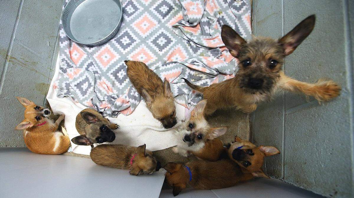 Some of the dogs from a Kellogg hoarding situation look around in their kennel at the Kootenai Humane Society.