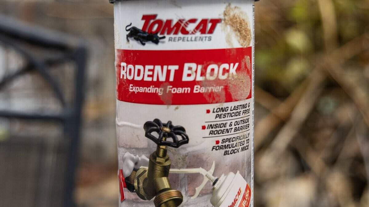 Idaho law creates quandary for rat control in Boise area | Idaho Statesman