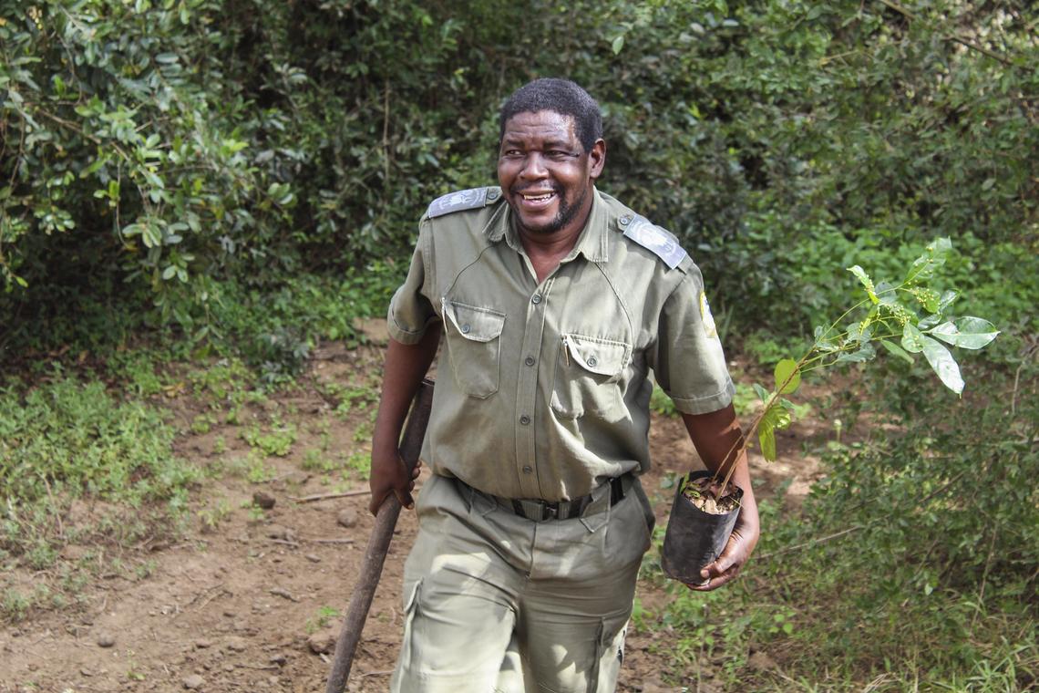 Pedro Muagura, warden of Gorongosa National Park, carries a seedling he planted with Zoo Boise supporters in the park in June. A new problem for the force are illegal loggers who take valuable trees and sell them to Chinese buyers.