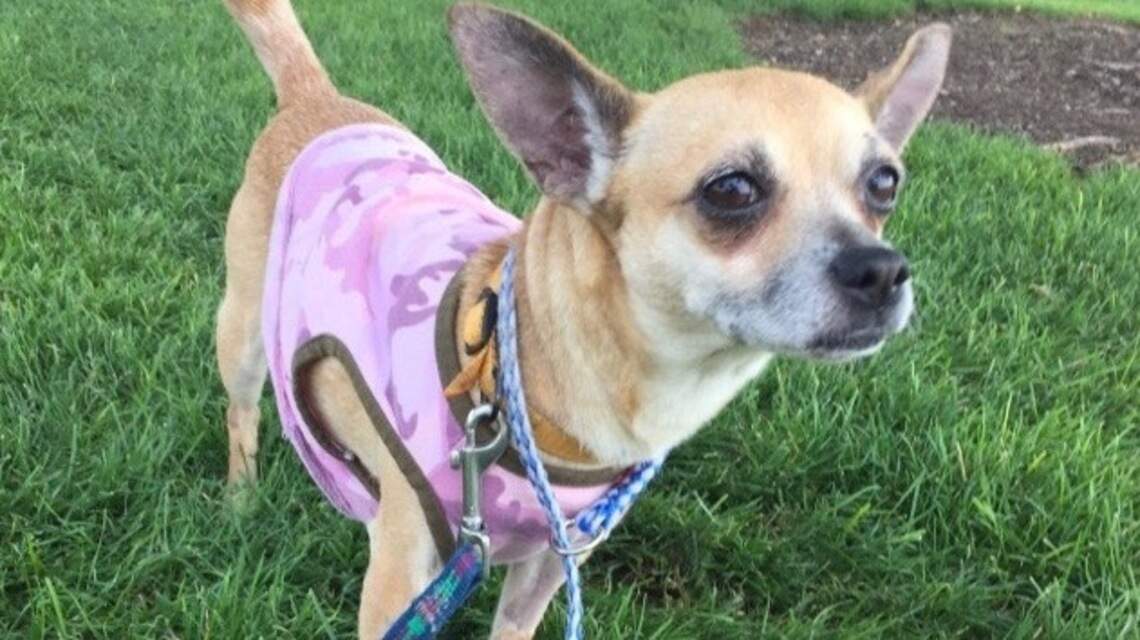 Meridian Pet of the Week: Mabell