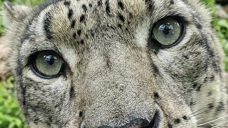 ‘Sabu brought joy, wonder.’ Zoo Boise announces death of 12-year-old snow leopard