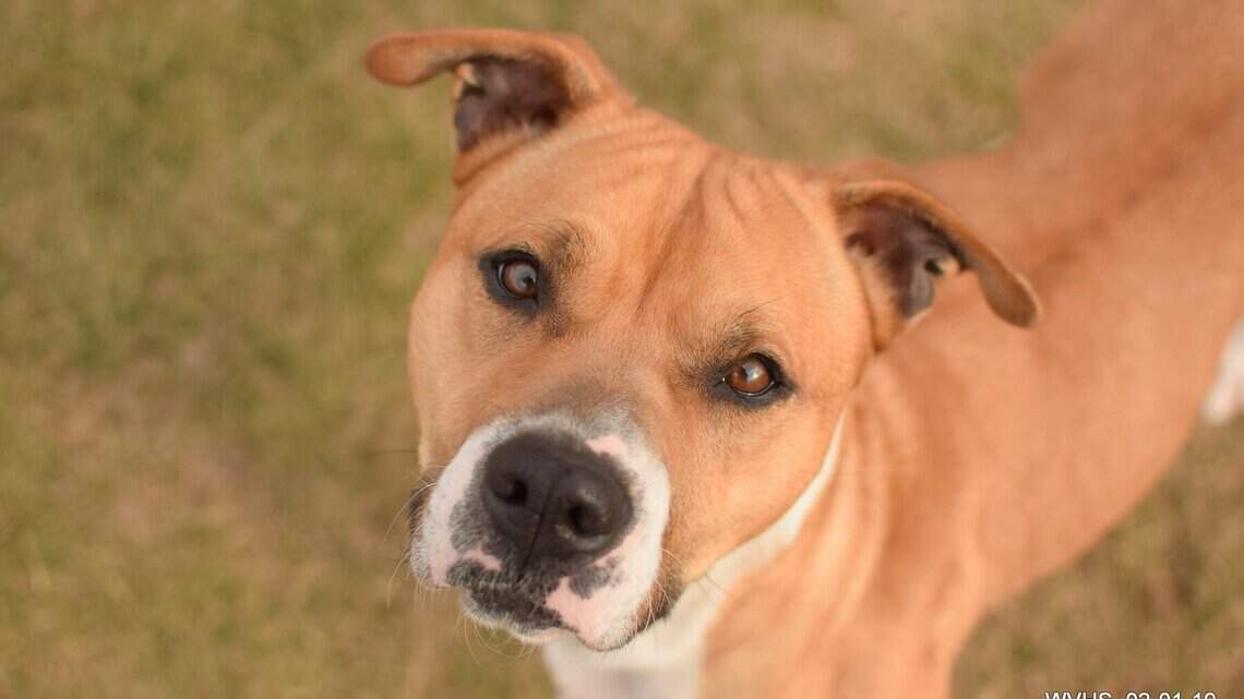 Canyon County Pet of the Week: Diamond