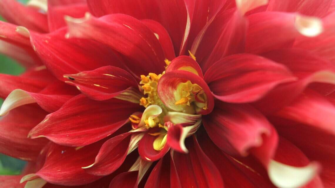 Dahlias are easily grown — and easy on the eyes