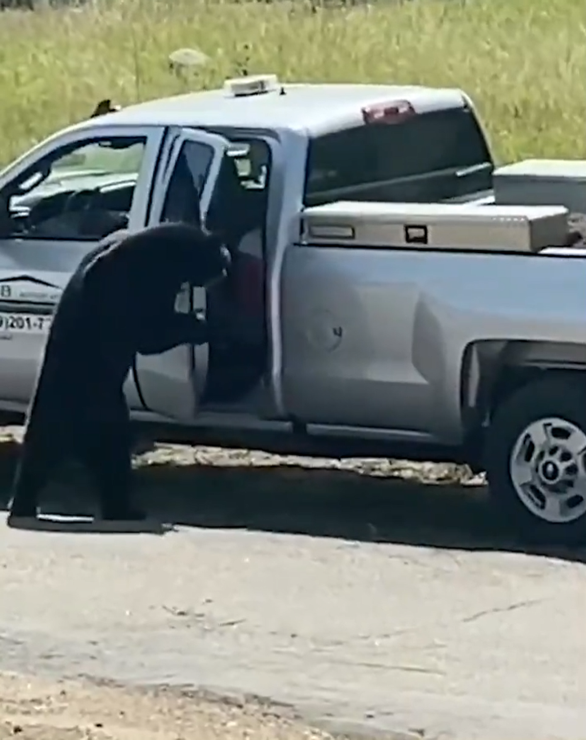 A black bear recently helped itself to someone’s lunch by climbing inside their unlocked truck and snatching their cooler in Colorado.