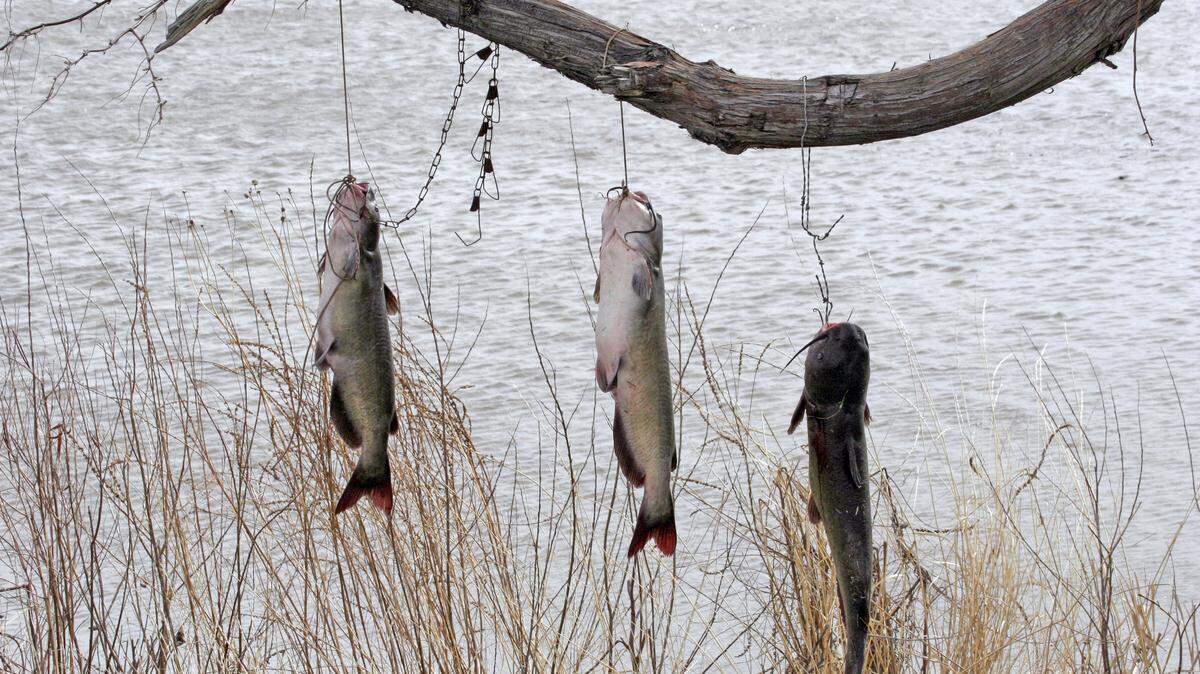Catfish are one of many fish species you can catch at C.J. Strike Reservoir.