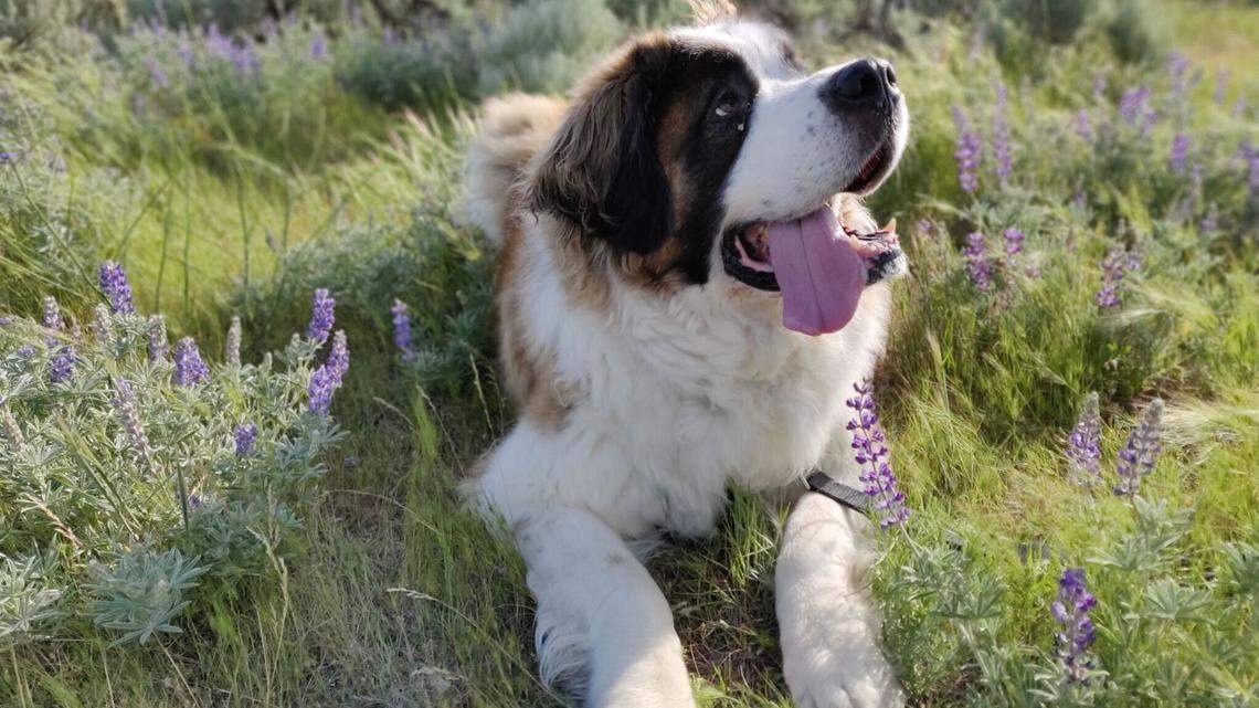 Owning a dog in the U.S. can cost nearly $3,000 a year, but here’s what Idahoans pay