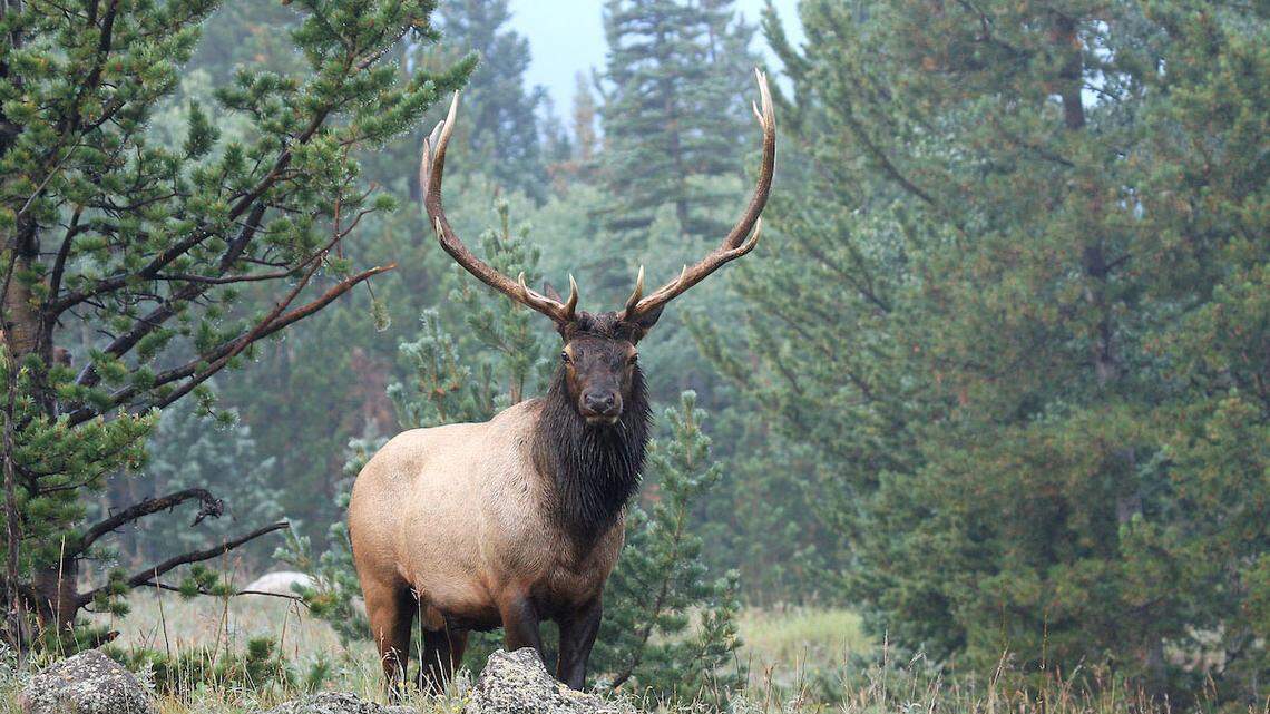 Idaho Fish and Game commissioner charged with poaching bull elk