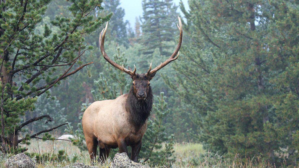 A big bull elk faces a very drizzly morning in the higher Rocky Mountains during the rut.