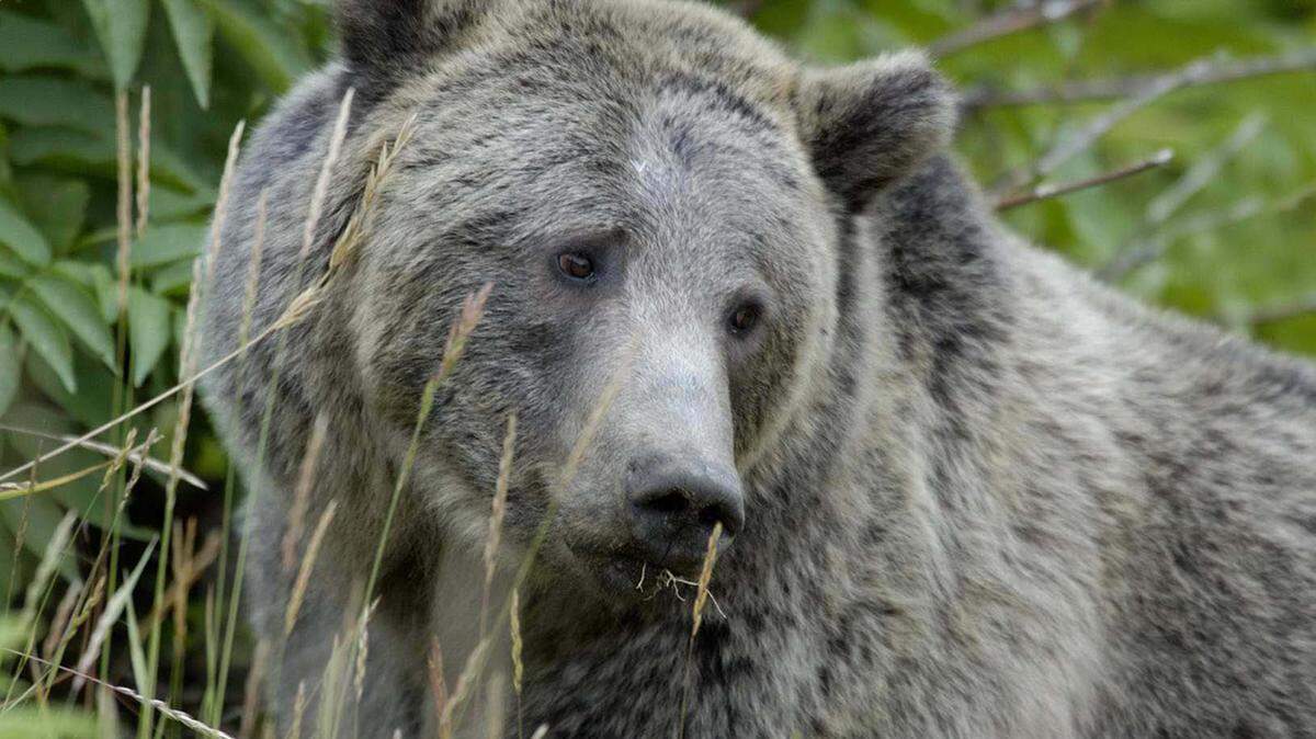 A female grizzly bear eats grass in Yellowstone National Park in this 2004 file photo. Grizzlies in the Greater Yellowstone Ecosystem could lose Endangered Species Act protections under a new federal review of their recovery.