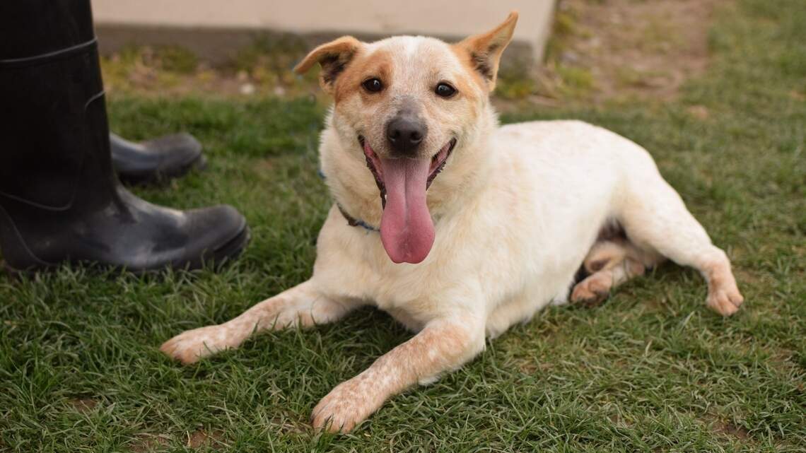 Meet the Treasure Valley’s Pets of the Week (April 29-May 5)