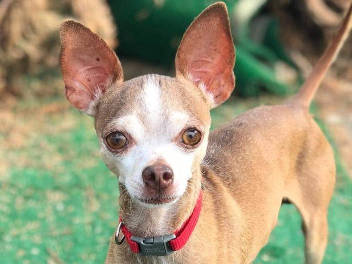 Tiny Tim the dog is available for adoption through Meridian Canine Rescue.